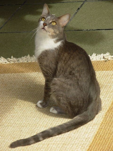 巴西短毛貓（Brazilian Shorthair）