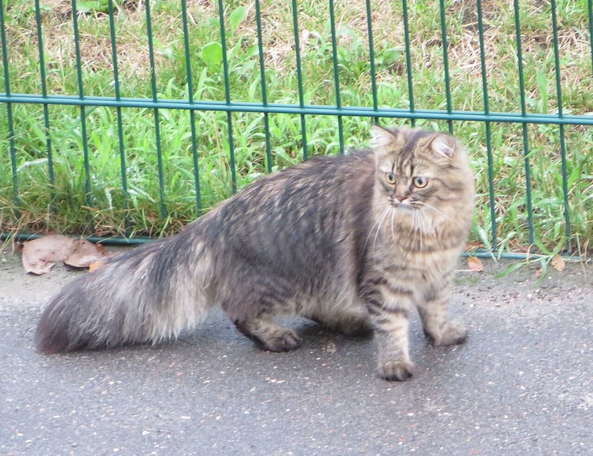 德國長毛貓（German Longhair）