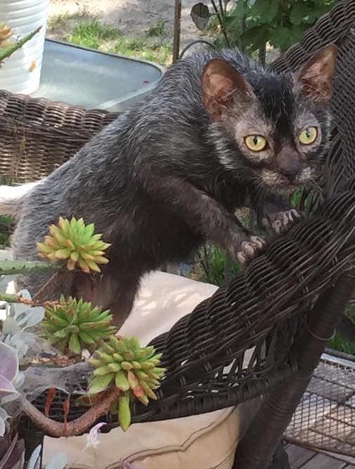 狼人貓（Lykoi）