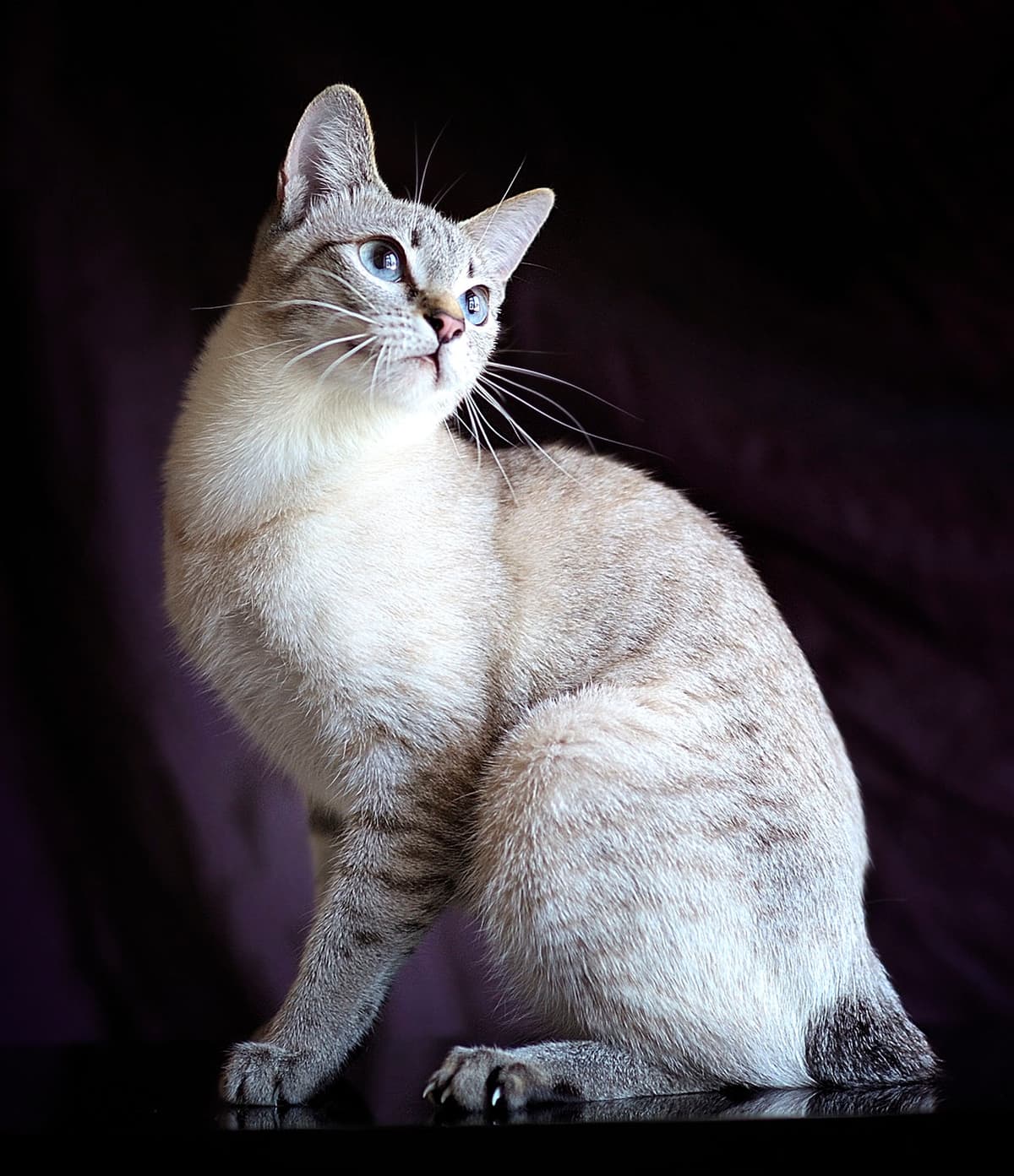 湄公短尾貓（Mekong Bobtail）