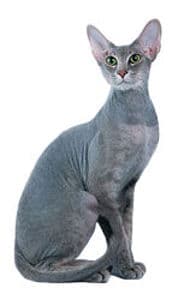 彼得禿貓（Peterbald）