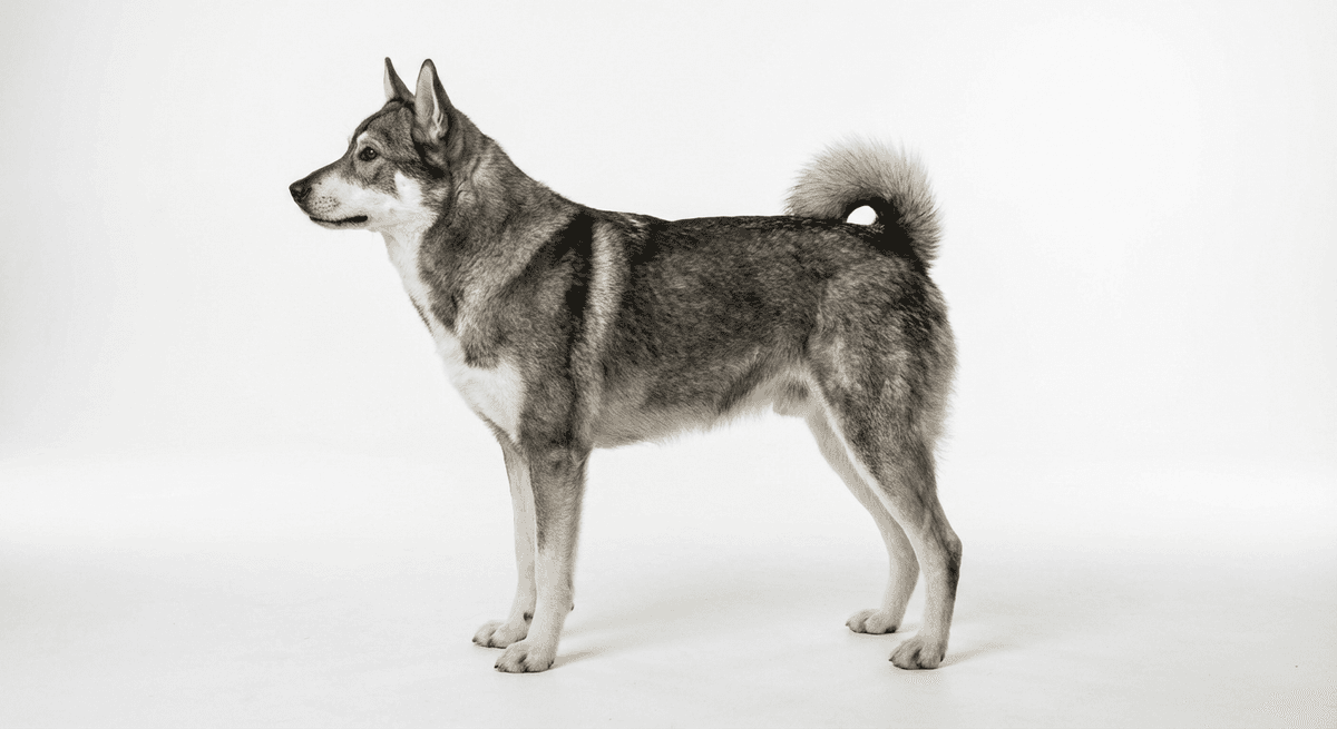 耶姆特獵犬（Jämthund）