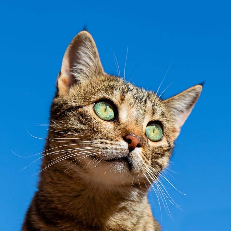 彼得禿貓（Peterbald）