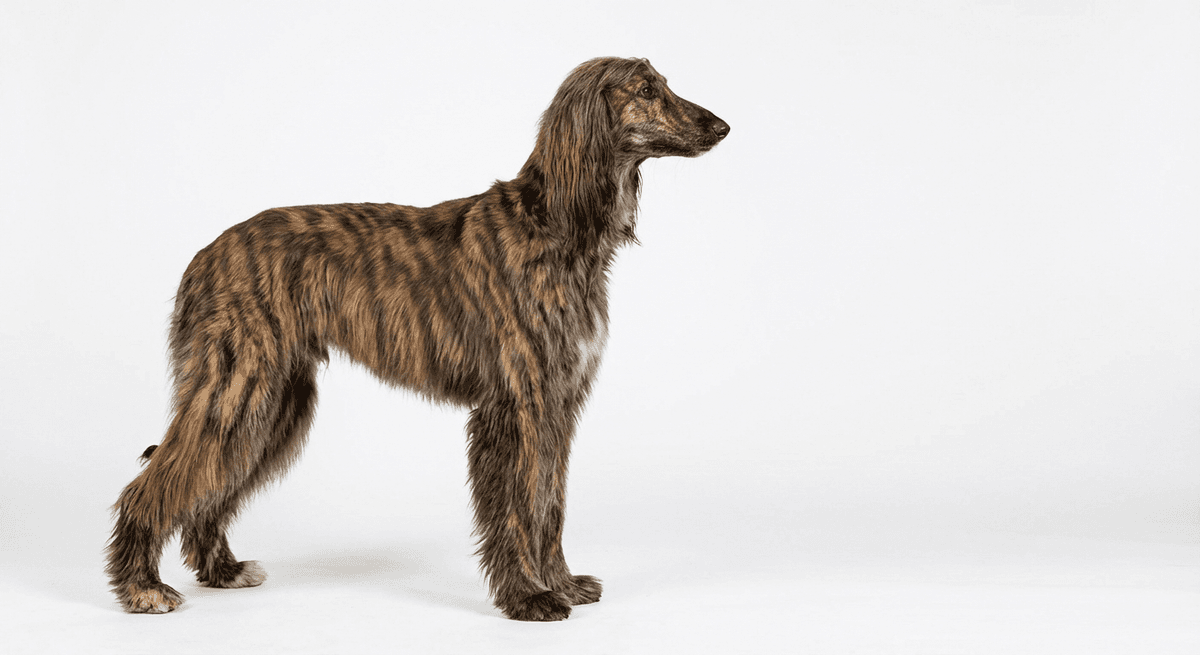 阿富汗獵犬 虎斑色