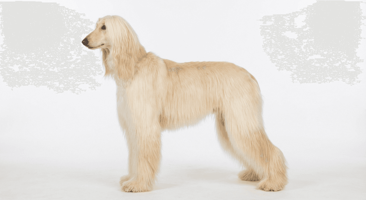 阿富汗獵犬 奶油色