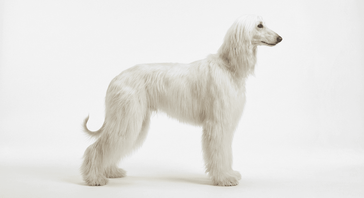 阿富汗獵犬 白色