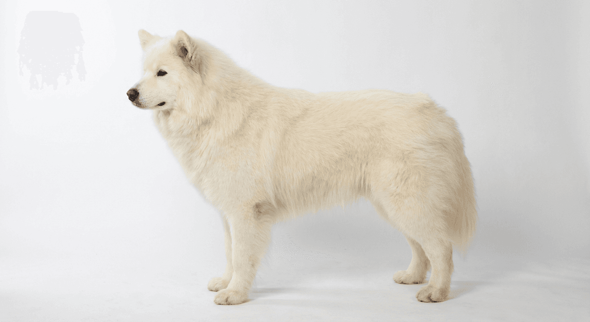 阿拉斯加雪橇犬 白色