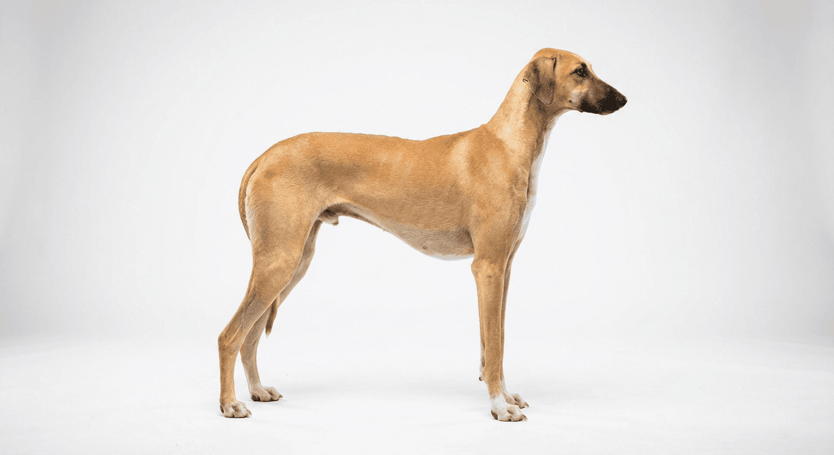 阿札瓦克犬 淺黃褐色