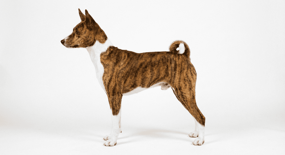 巴仙吉犬 虎斑色/白色