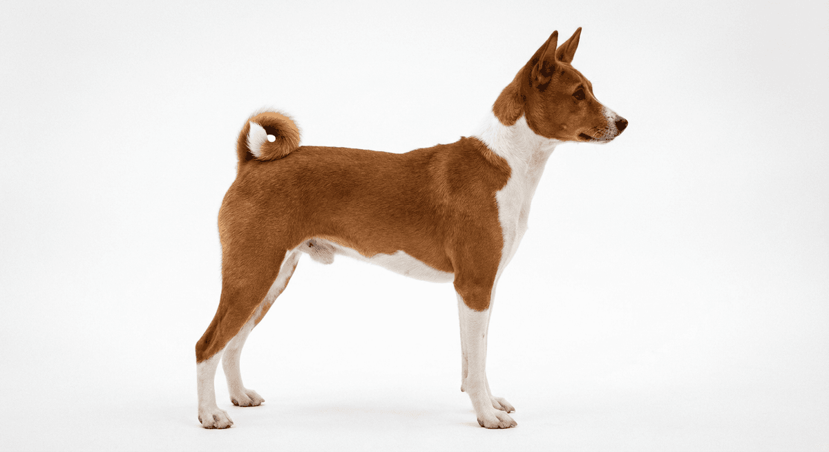 巴仙吉犬 紅白