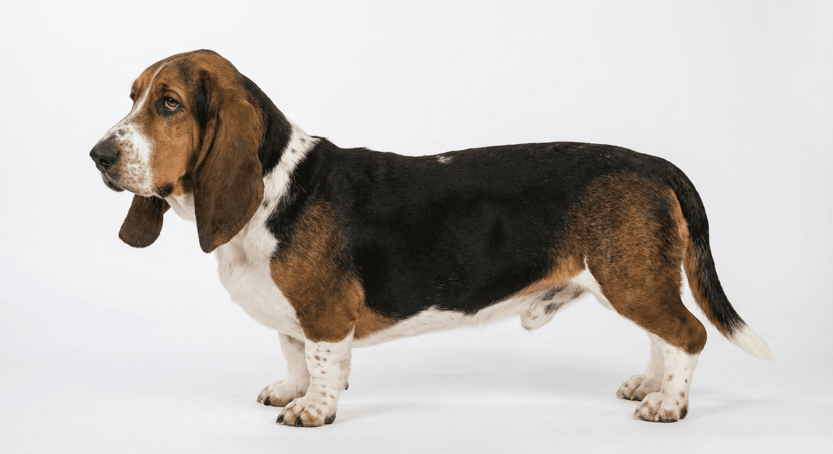 巴吉度獵犬 三色