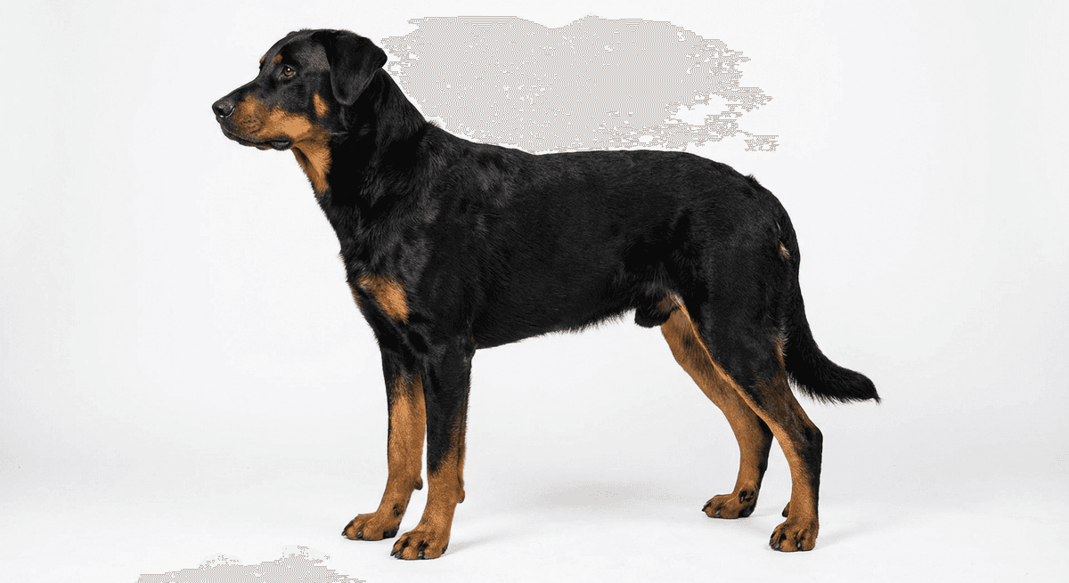 法國牧羊犬 黑棕色