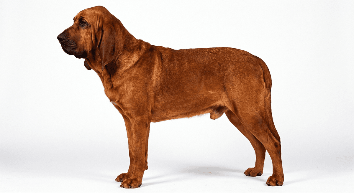 尋血獵犬 紅色