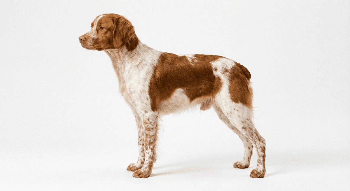 布列塔尼犬 橙色/白色