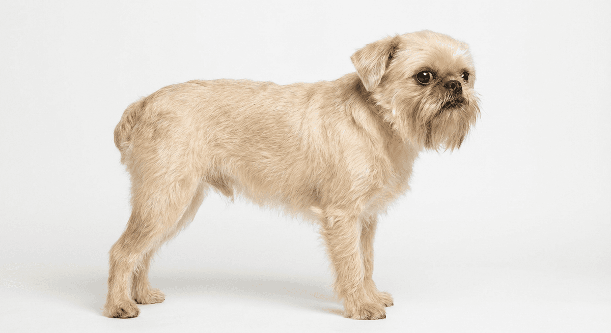 布魯塞爾格里芬犬 beige