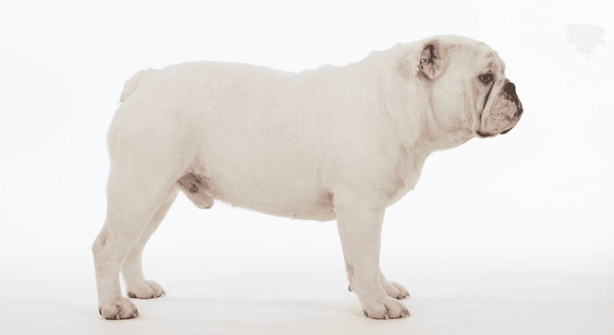 鬥牛犬 白色