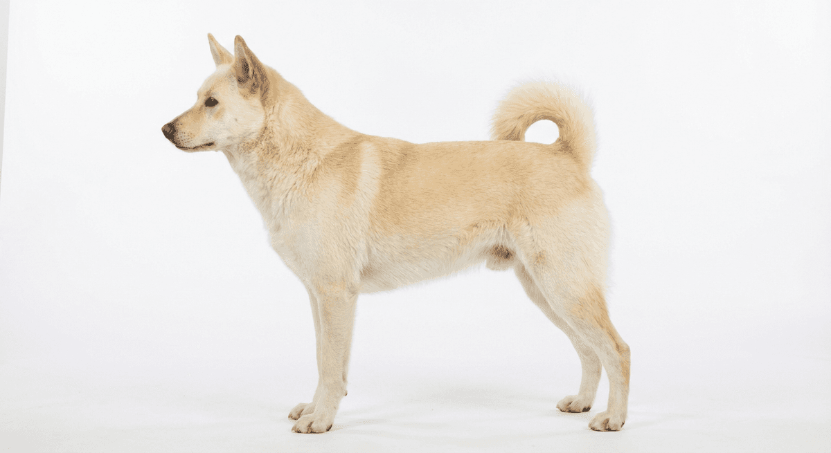 迦南犬 奶油色