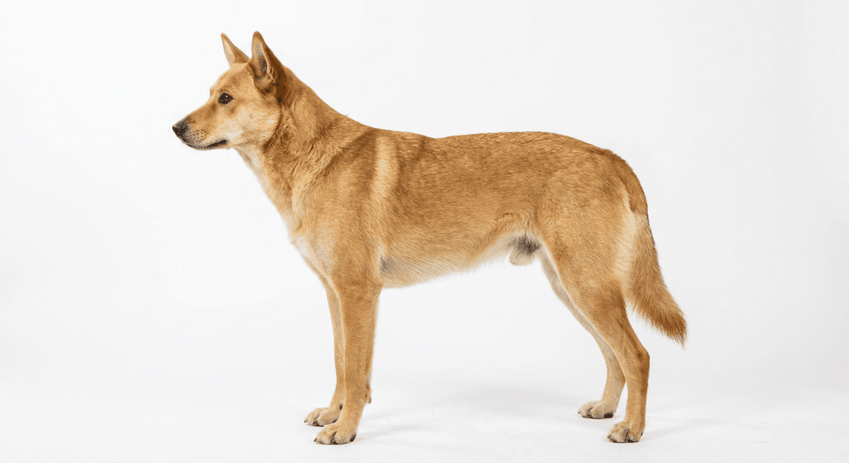 迦南犬 金色