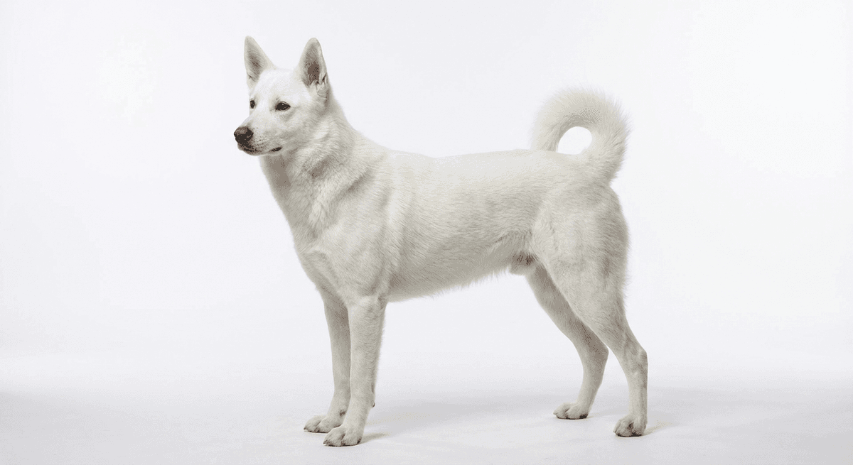 迦南犬 白色