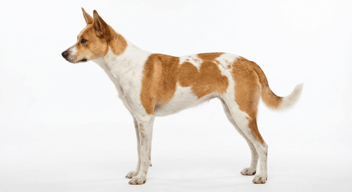 卡羅萊納犬 piebald