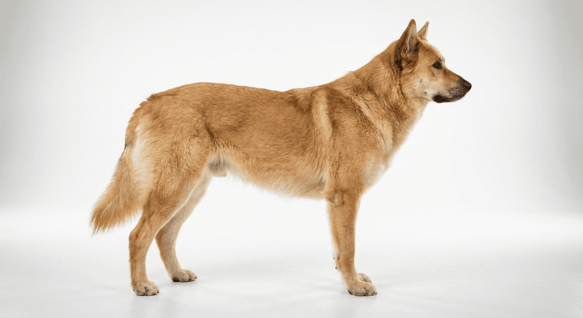 奇努克犬 buff
