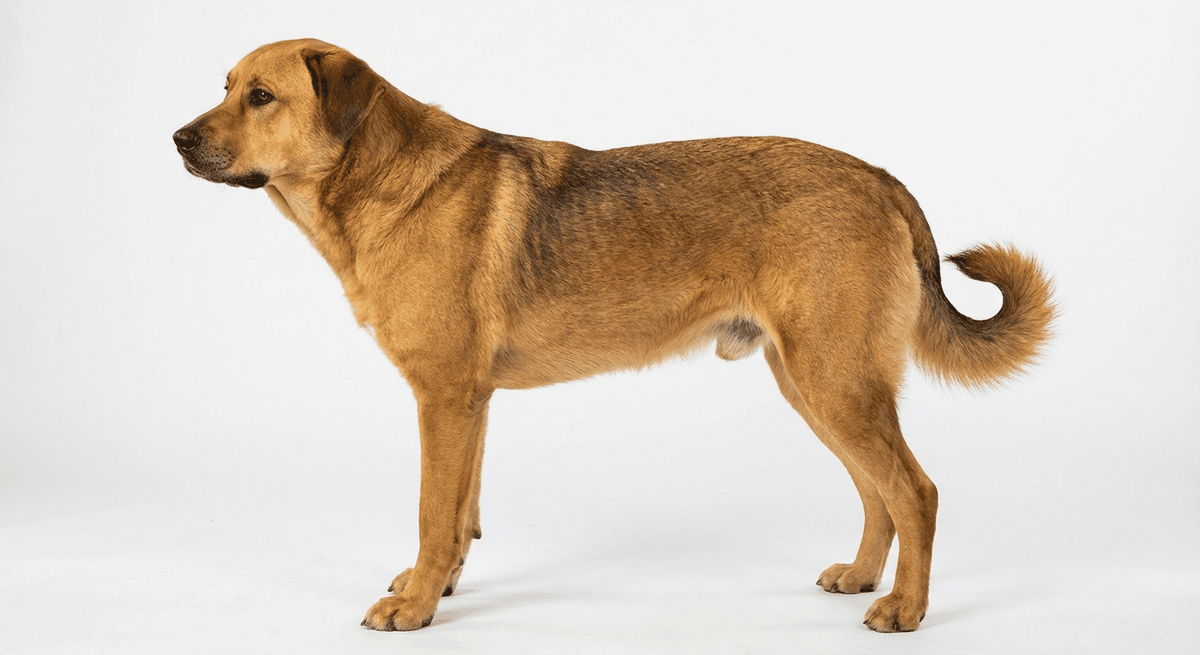 奇努克犬 tawny