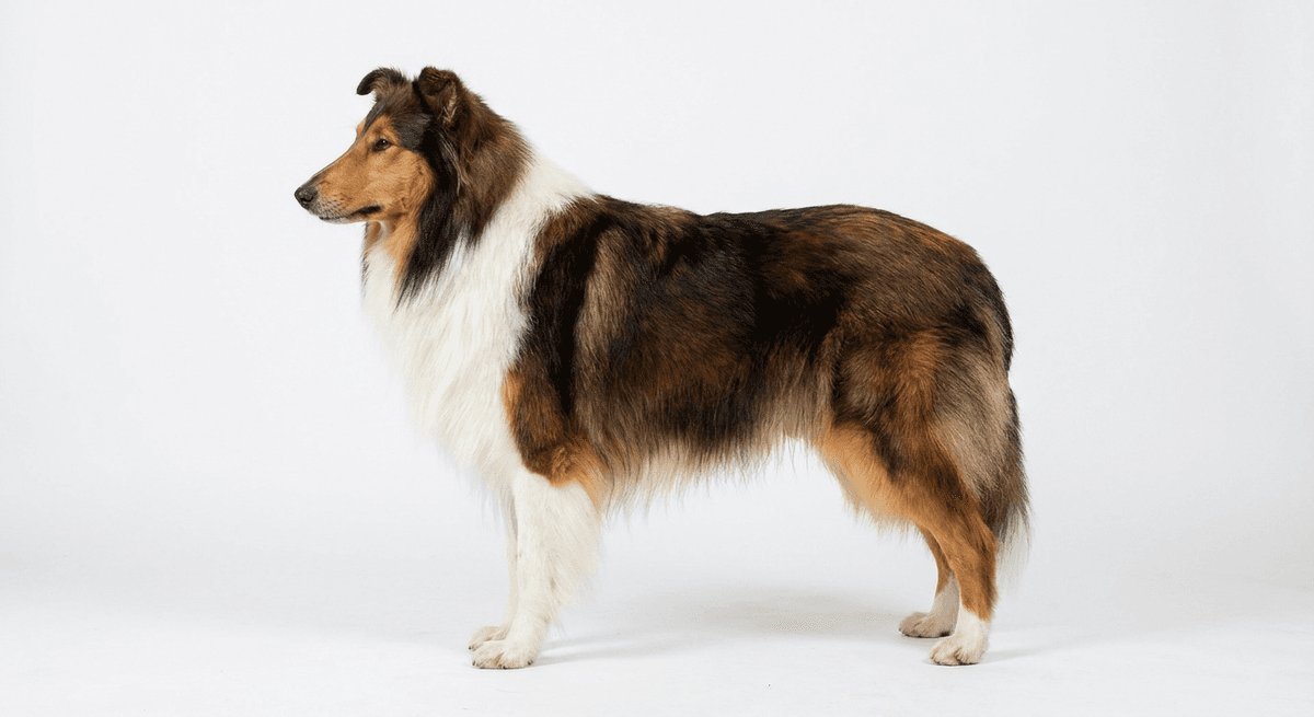 蘇格蘭牧羊犬 黑貂色