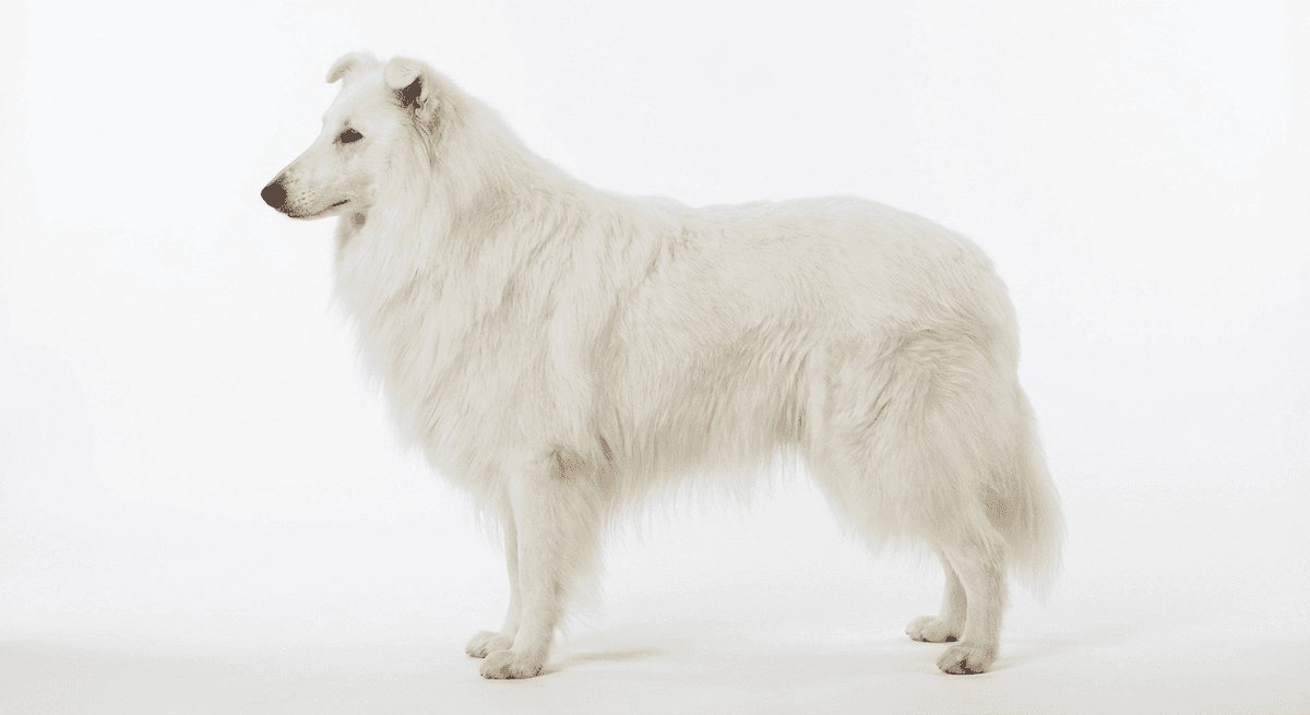 蘇格蘭牧羊犬 白色
