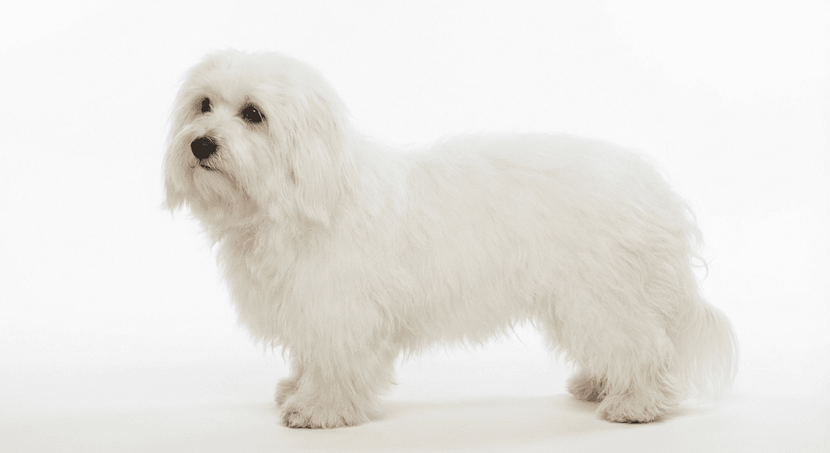 圖萊爾棉花犬 白色