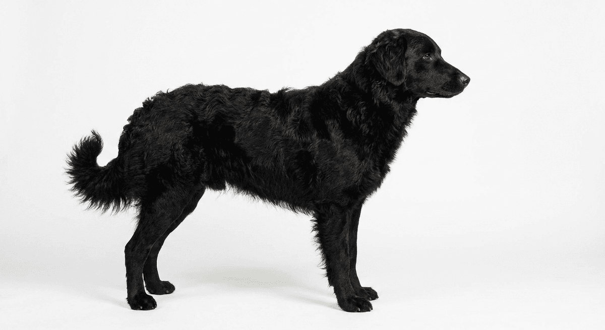 克羅埃西亞牧羊犬 黑色