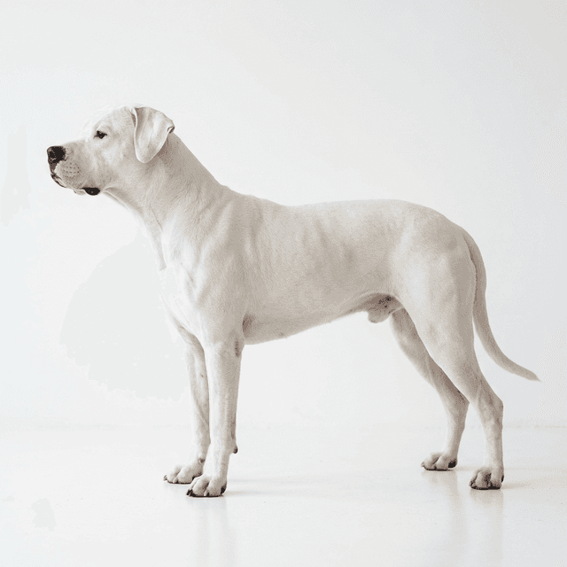 阿根廷杜告犬 白色