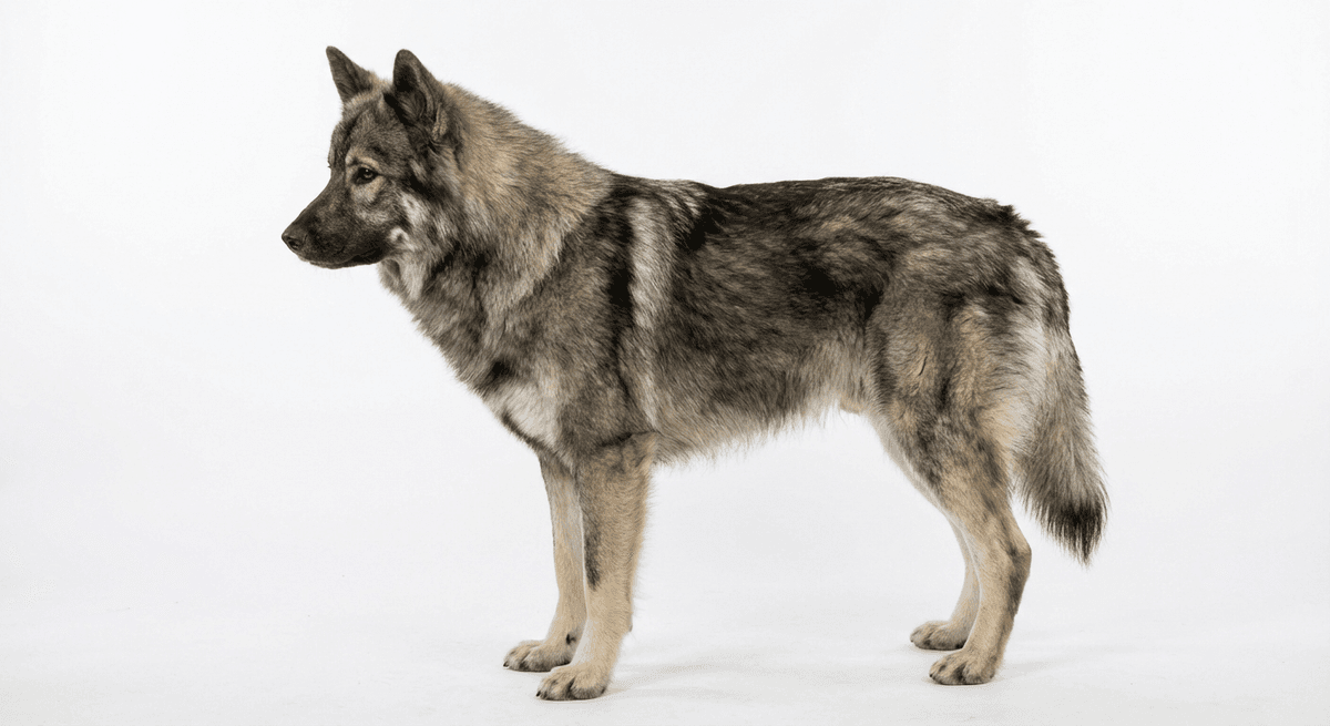 歐亞犬 狼灰色