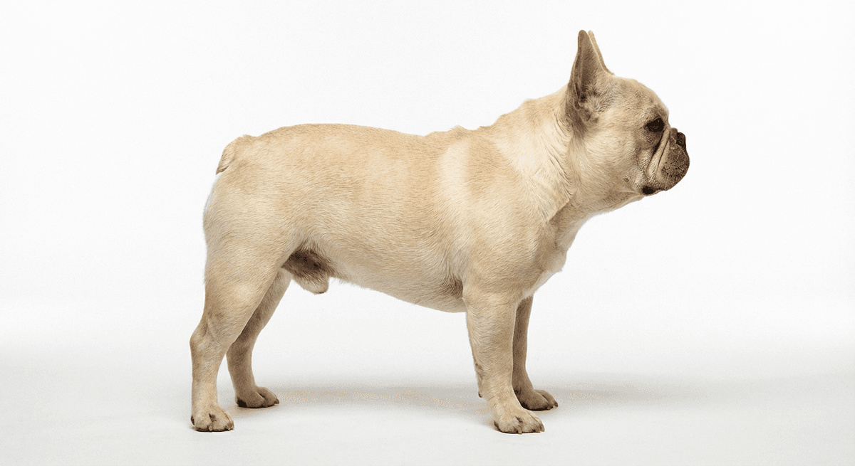 法國鬥牛犬 奶油色