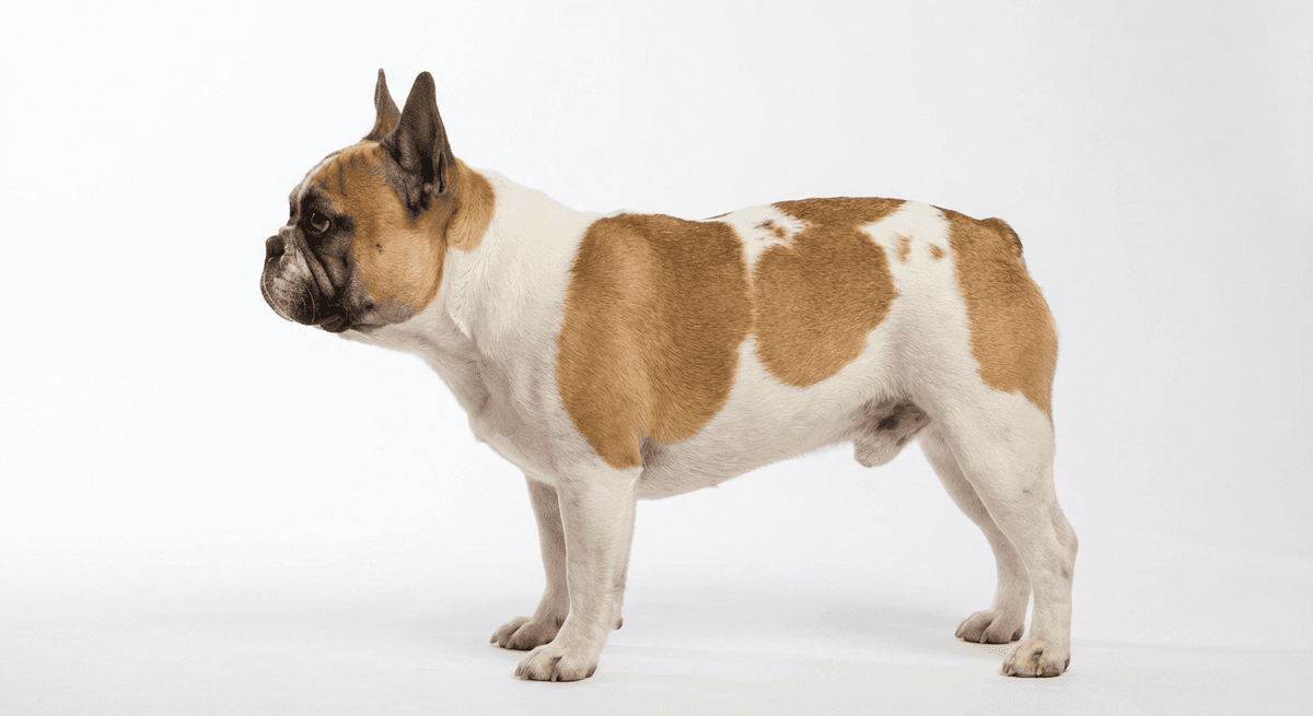 法國鬥牛犬 pied