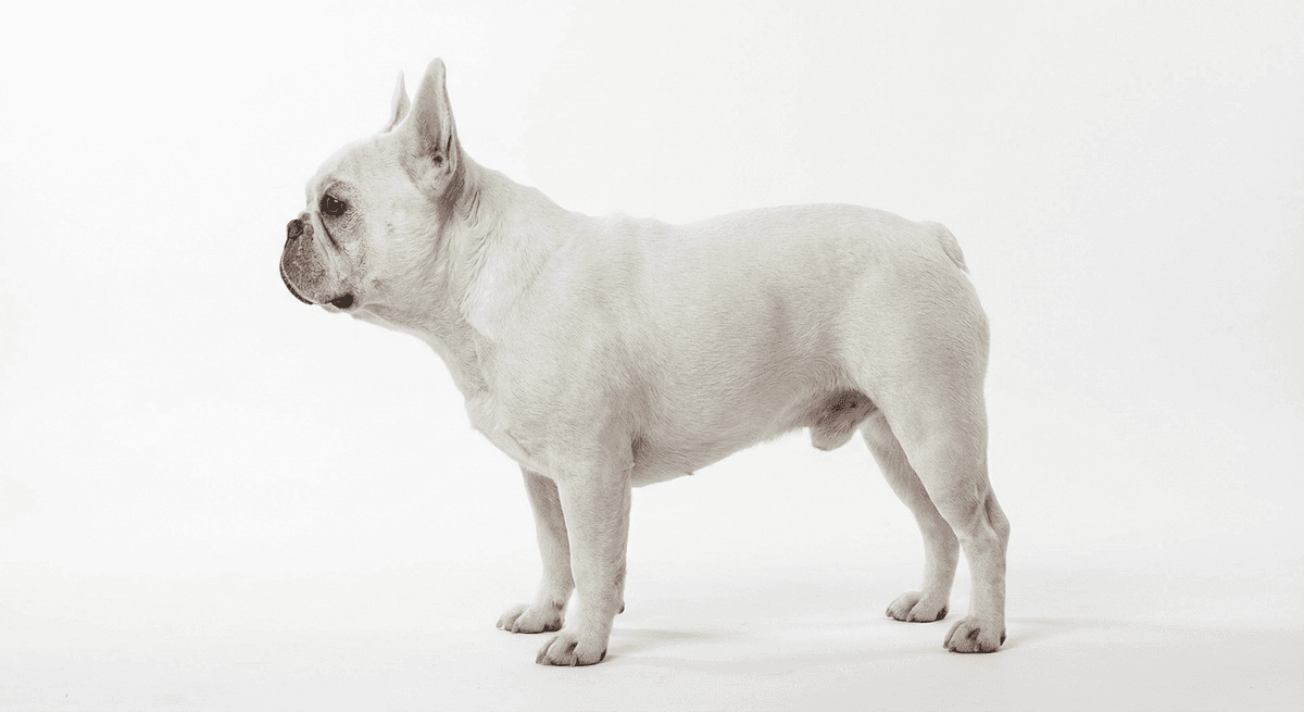 法國鬥牛犬 白色