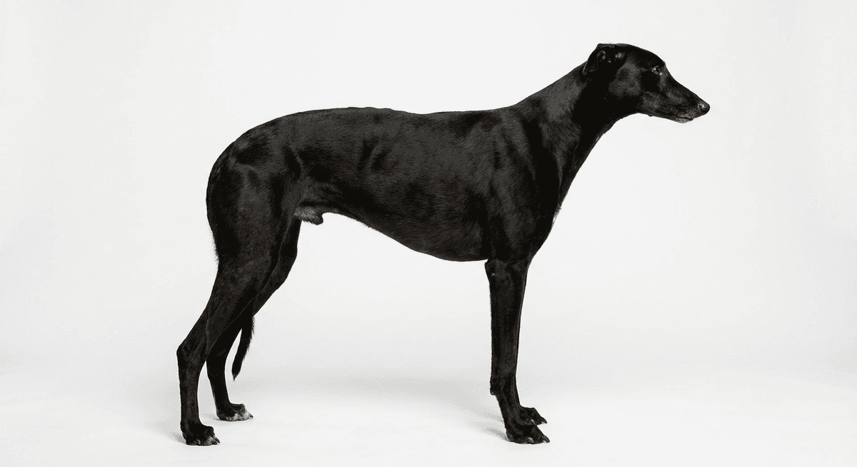 格雷伊獵犬 黑色