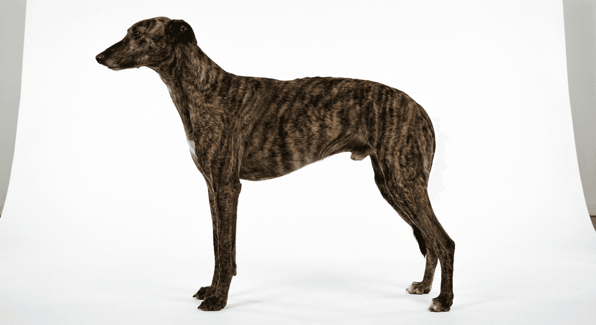 格雷伊獵犬 虎斑色