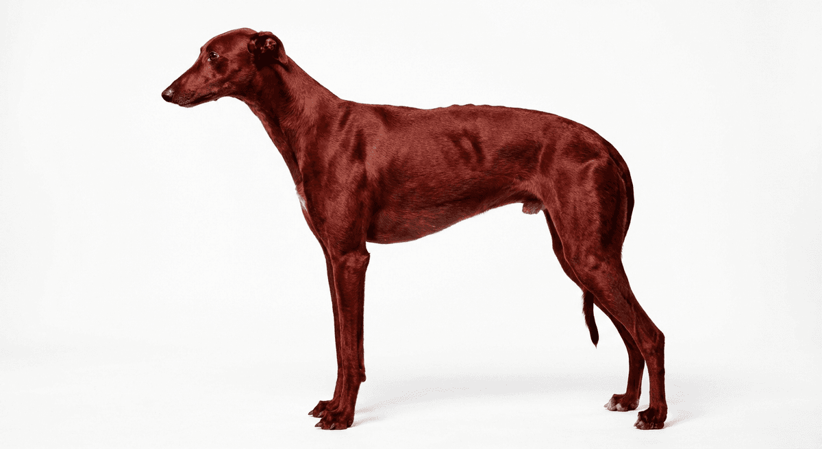 格雷伊獵犬 紅色