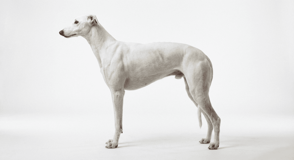 格雷伊獵犬 白色