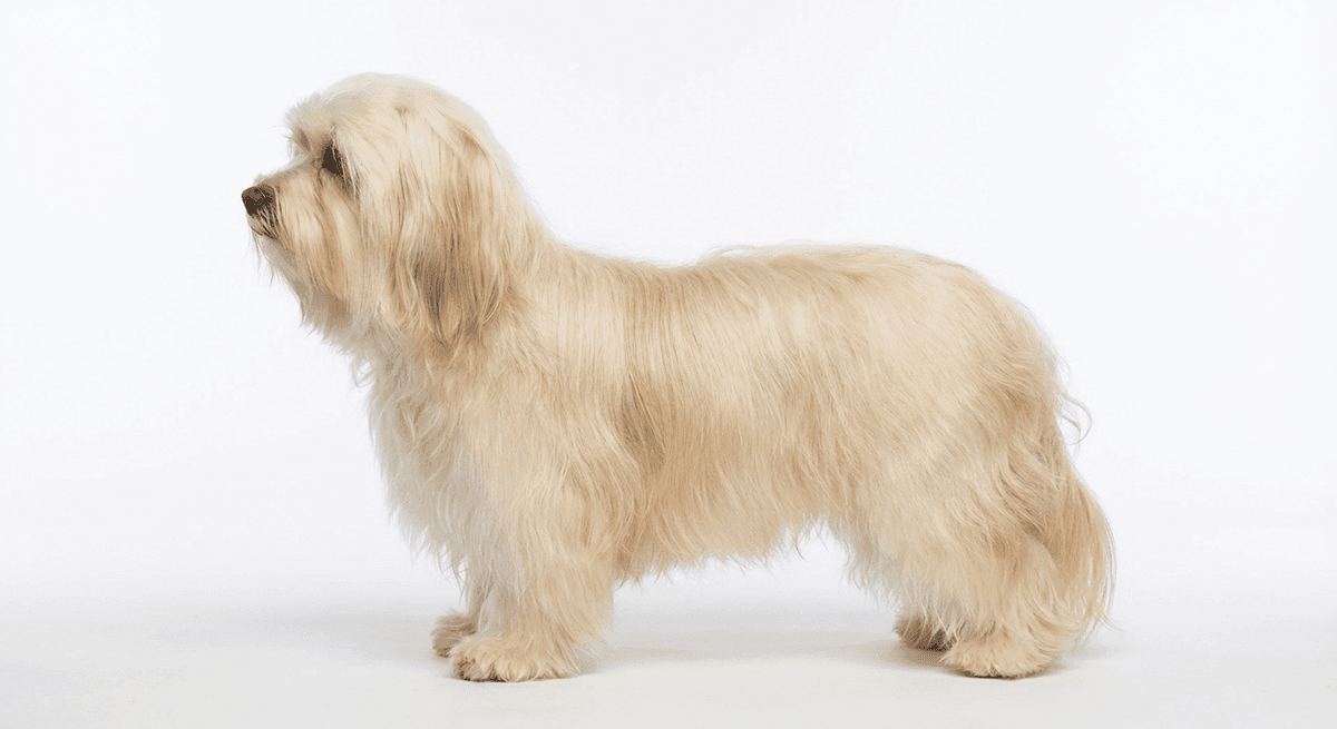 哈瓦那犬 奶油色