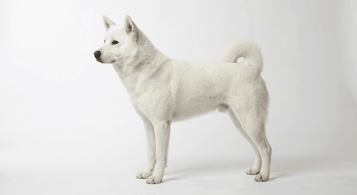 北海道犬 白色