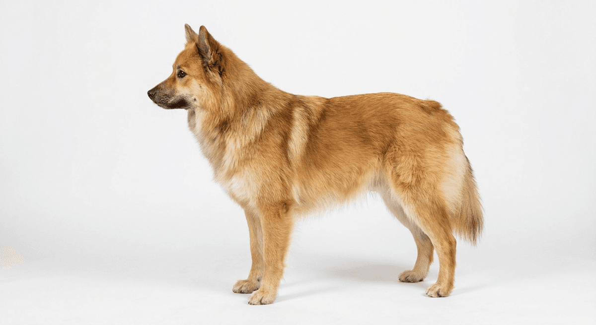 冰島牧羊犬 淺黃褐色