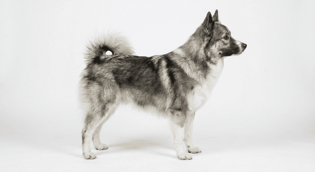冰島牧羊犬 灰色