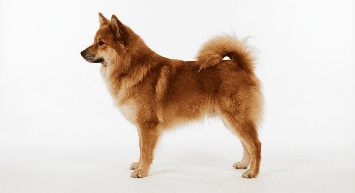 冰島牧羊犬 紅色