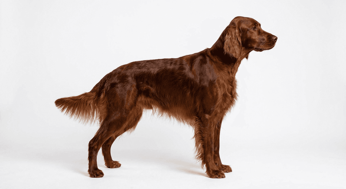 愛爾蘭雪達犬 chestnut
