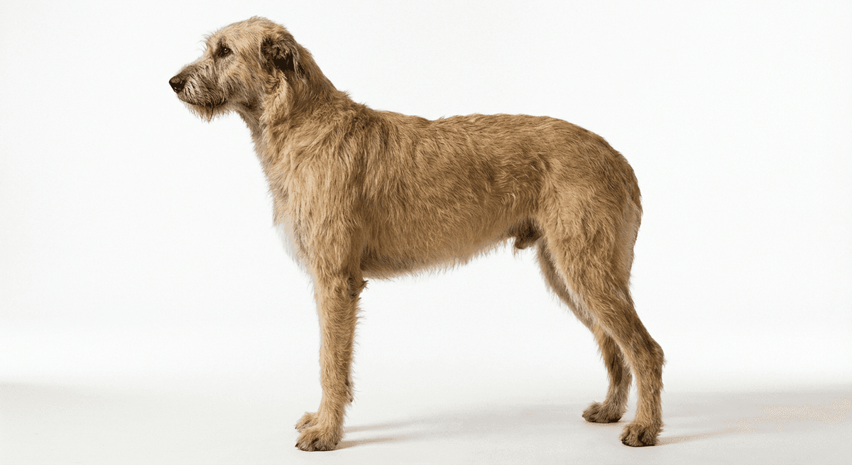 愛爾蘭獵狼犬 淺黃褐色