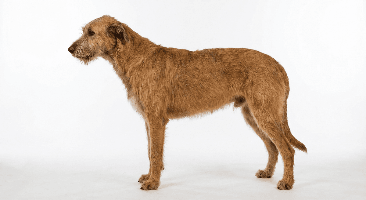 愛爾蘭獵狼犬 紅色