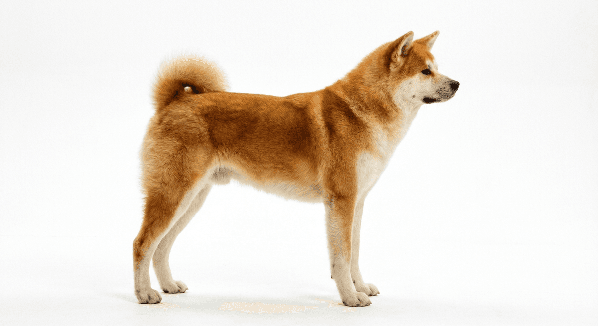 日本秋田犬 紅色