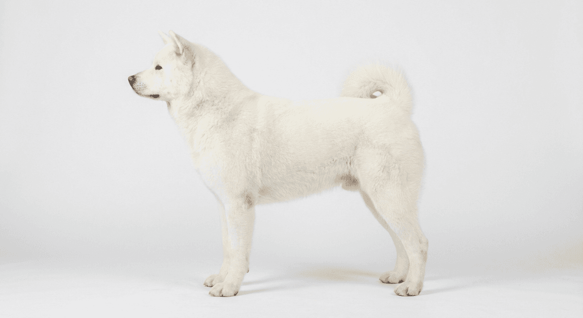 日本秋田犬 白色