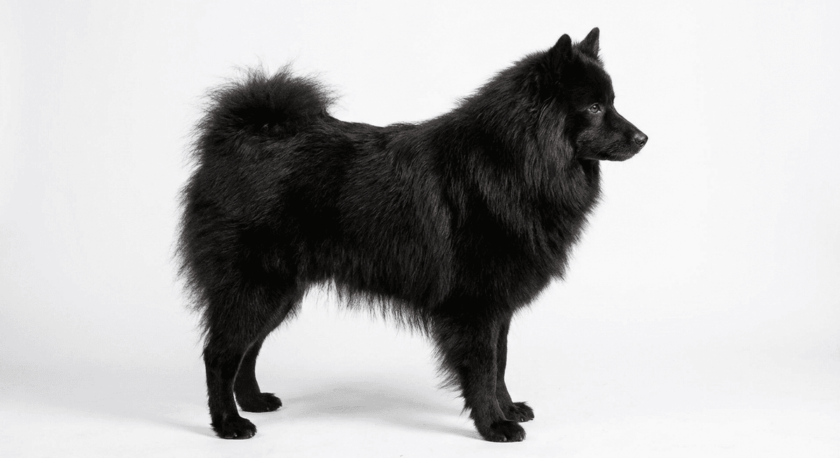 荷蘭獅毛犬 黑色